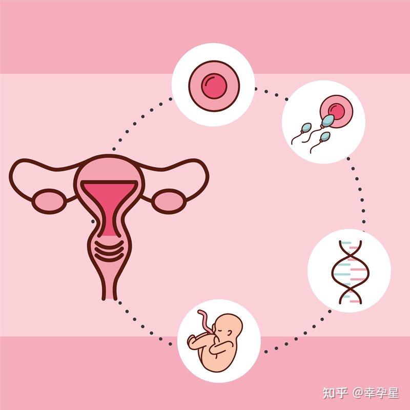 人工授精:传统与现代的较量